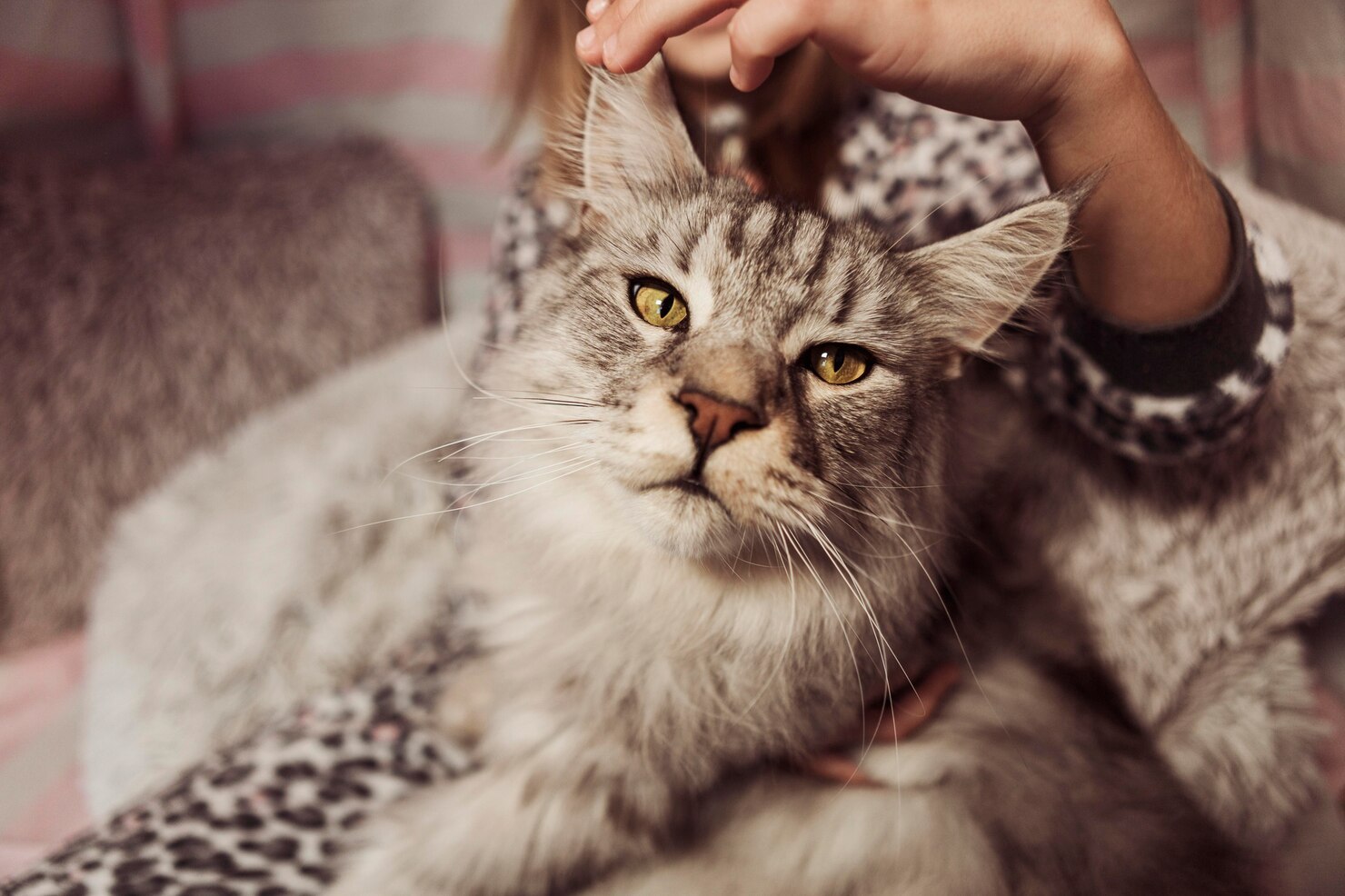 Picture Idea: Flea Treatment For Pregnant Cats