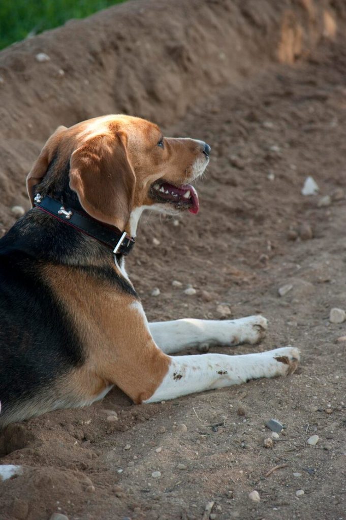 عضة الكلب السطحية